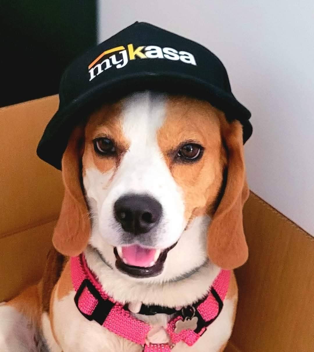 Foto 70 di MYKASA