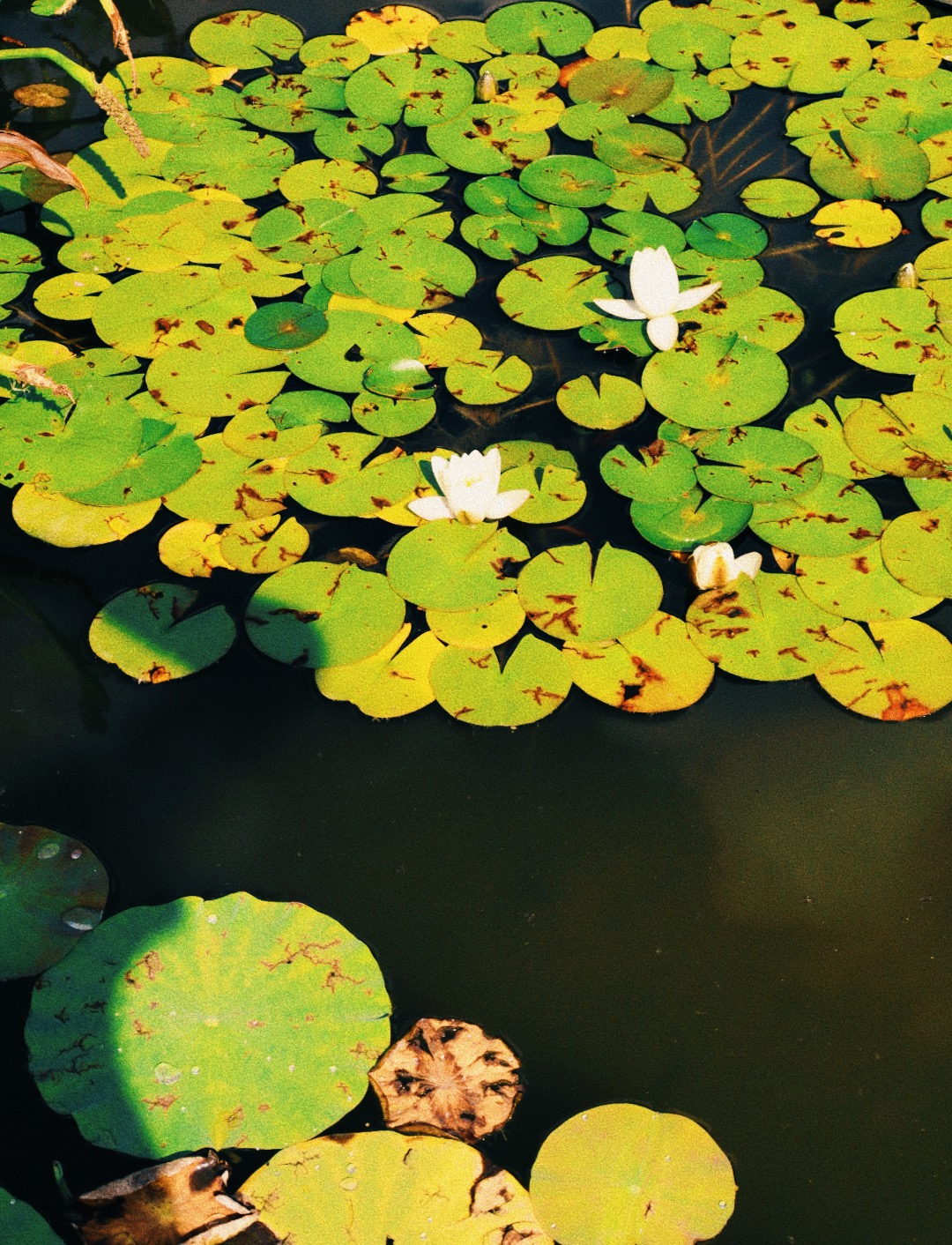 La Dime de Giverny