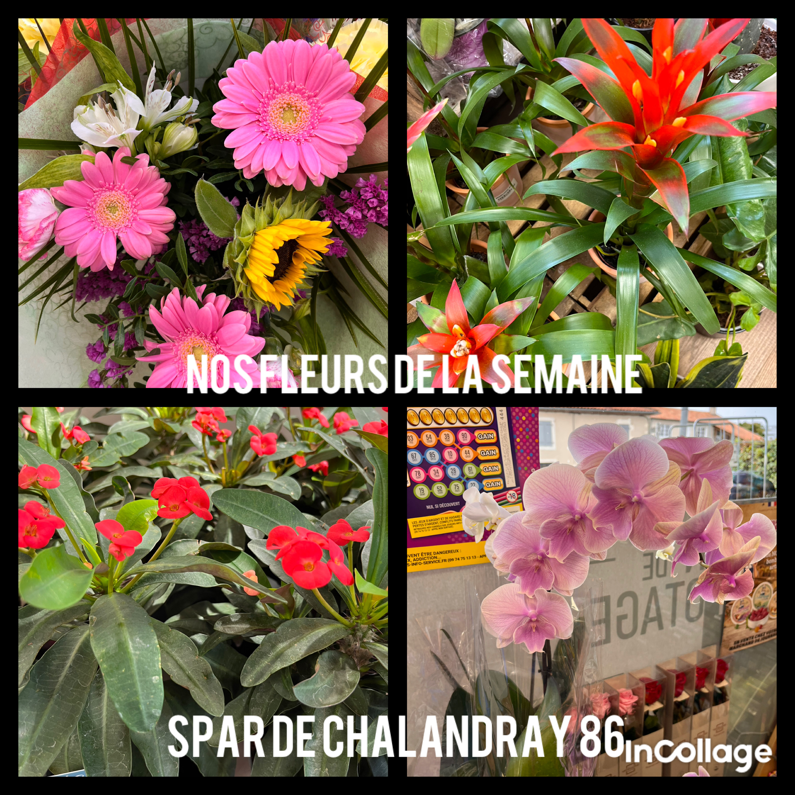 Foto 8 di SPAR