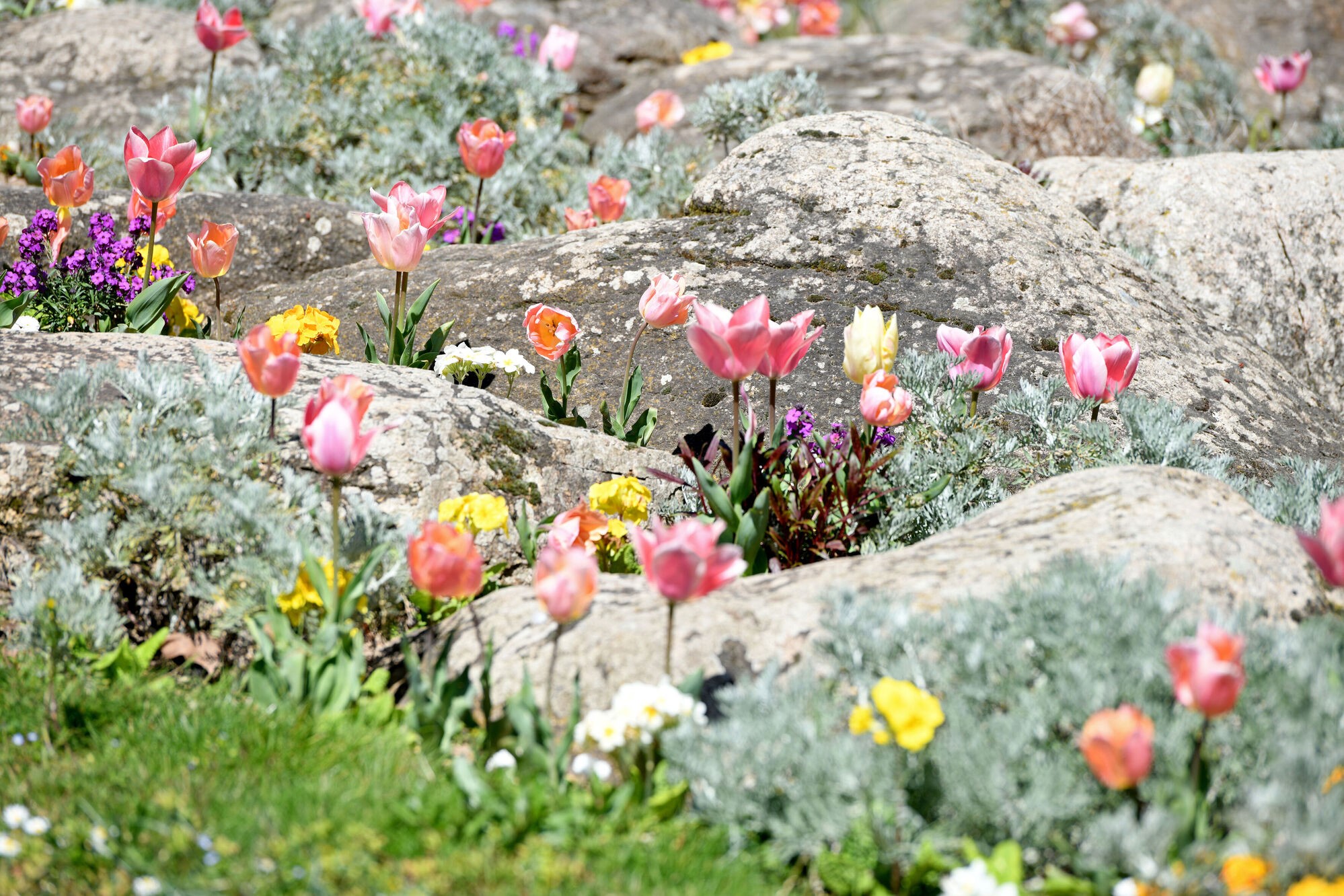 Jardin des plantes