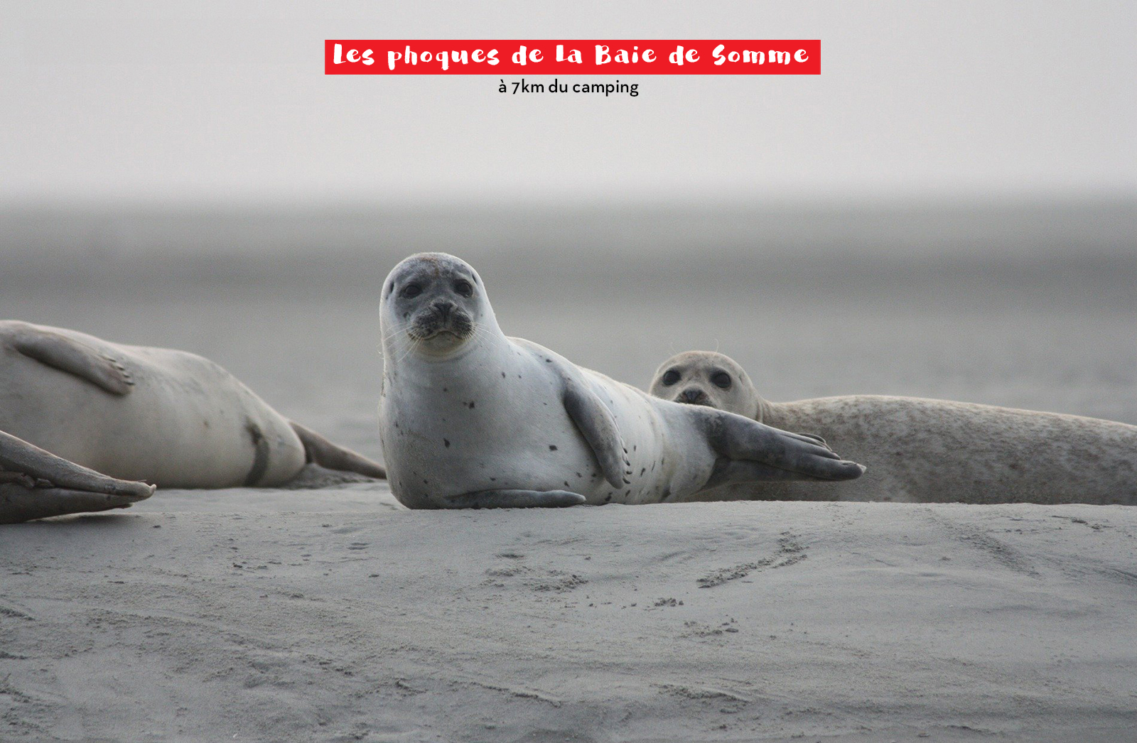 Foto 33 di Camping Capfun - Dune Fleurie