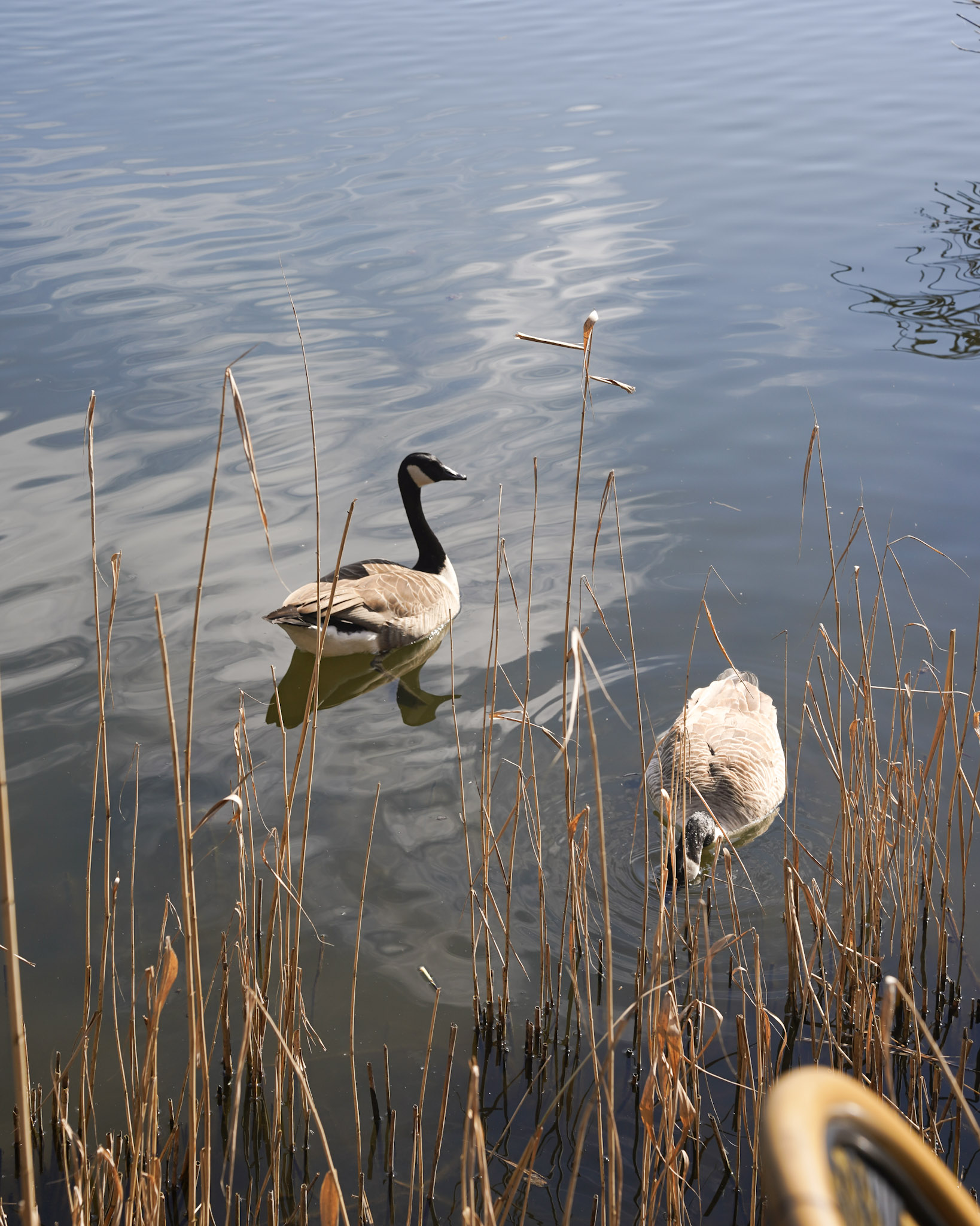 Les Roseaux - restaurant du Hangar Y