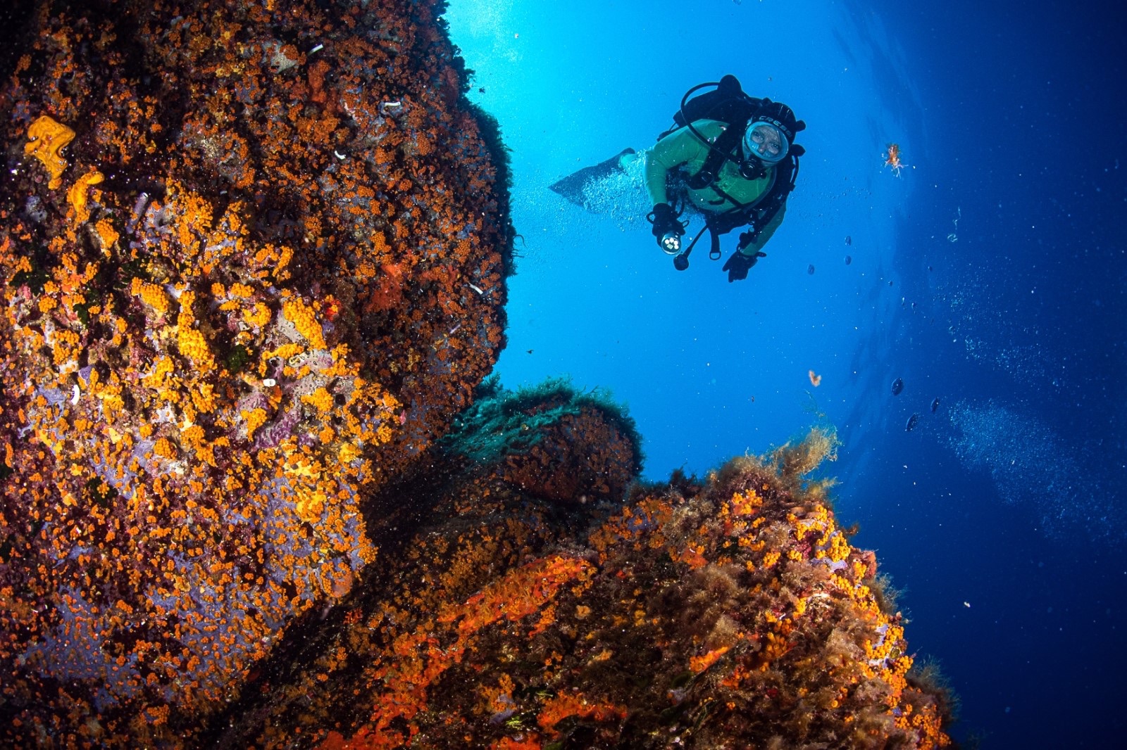 Fotografia 52 de Diving in Elba