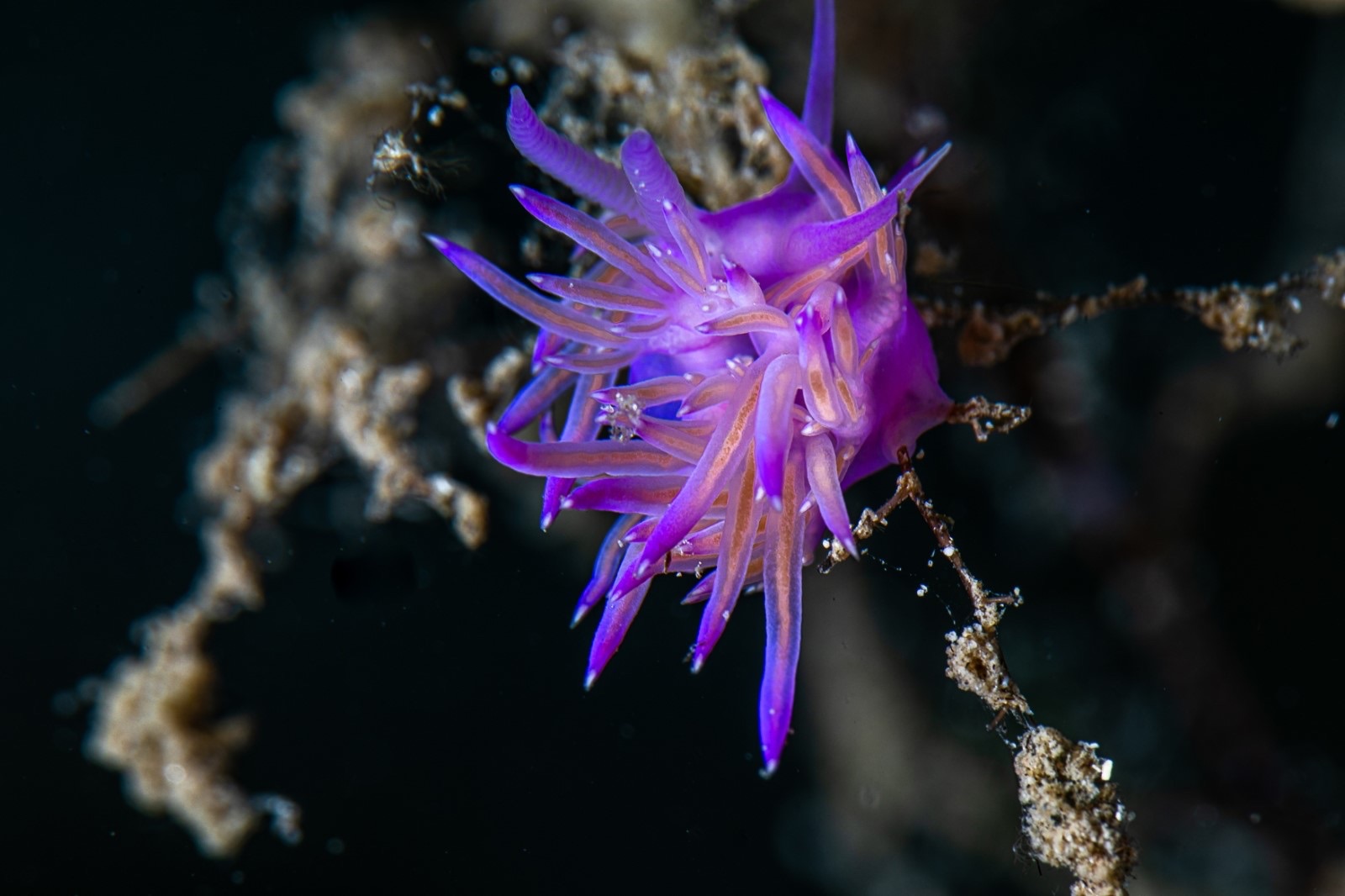 Fotografia 53 de Diving in Elba