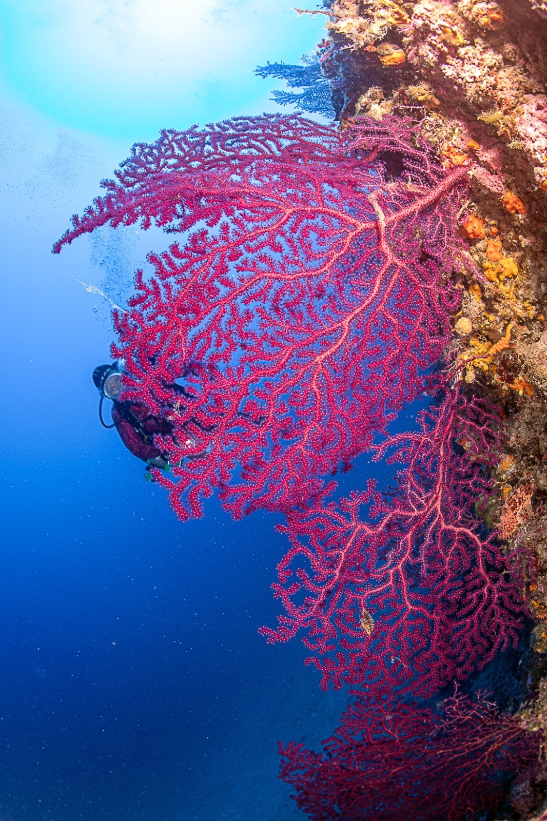 Fotografia 50 de Diving in Elba