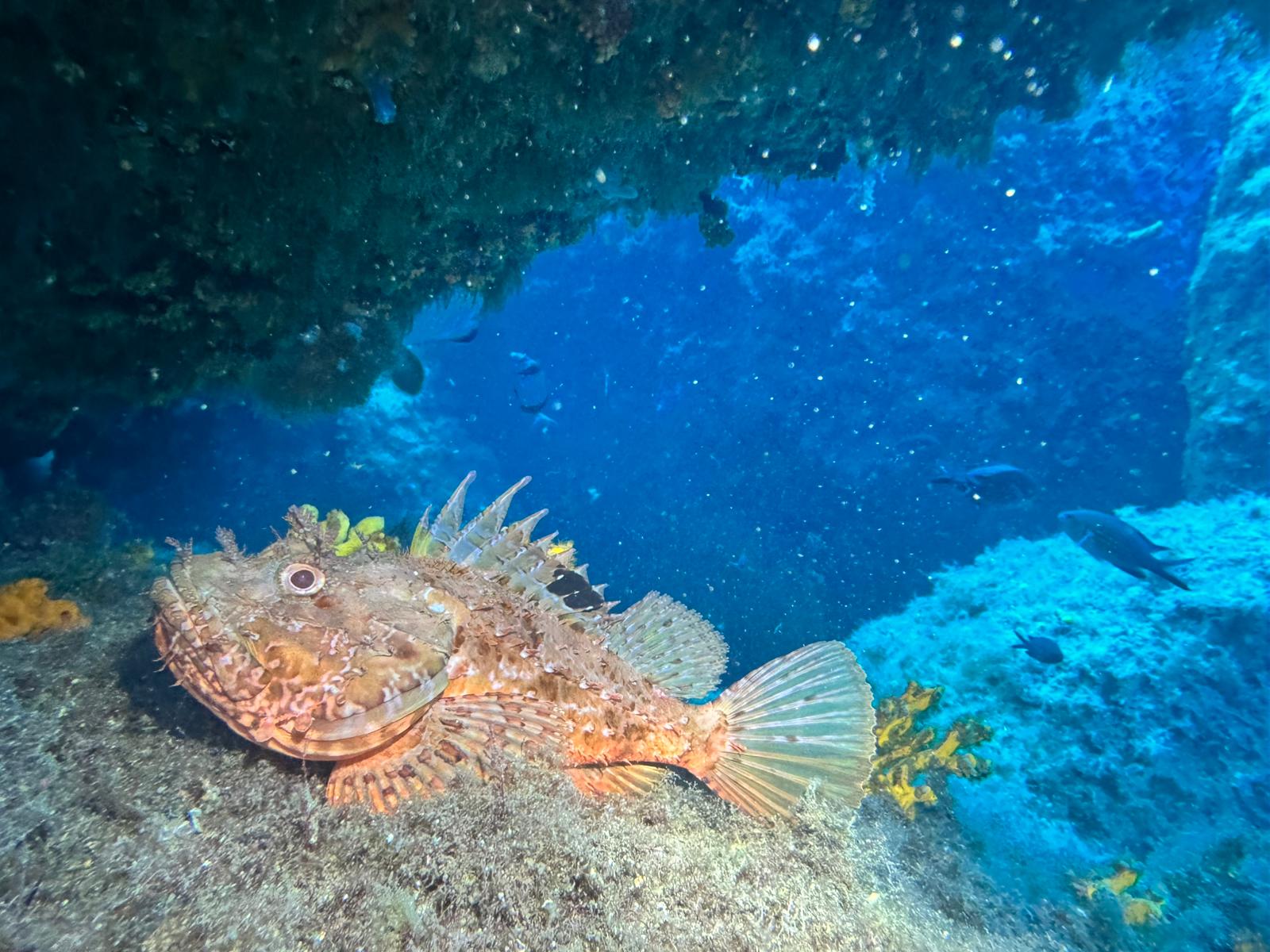 Fotografia 104 de Pollo Diving Asd