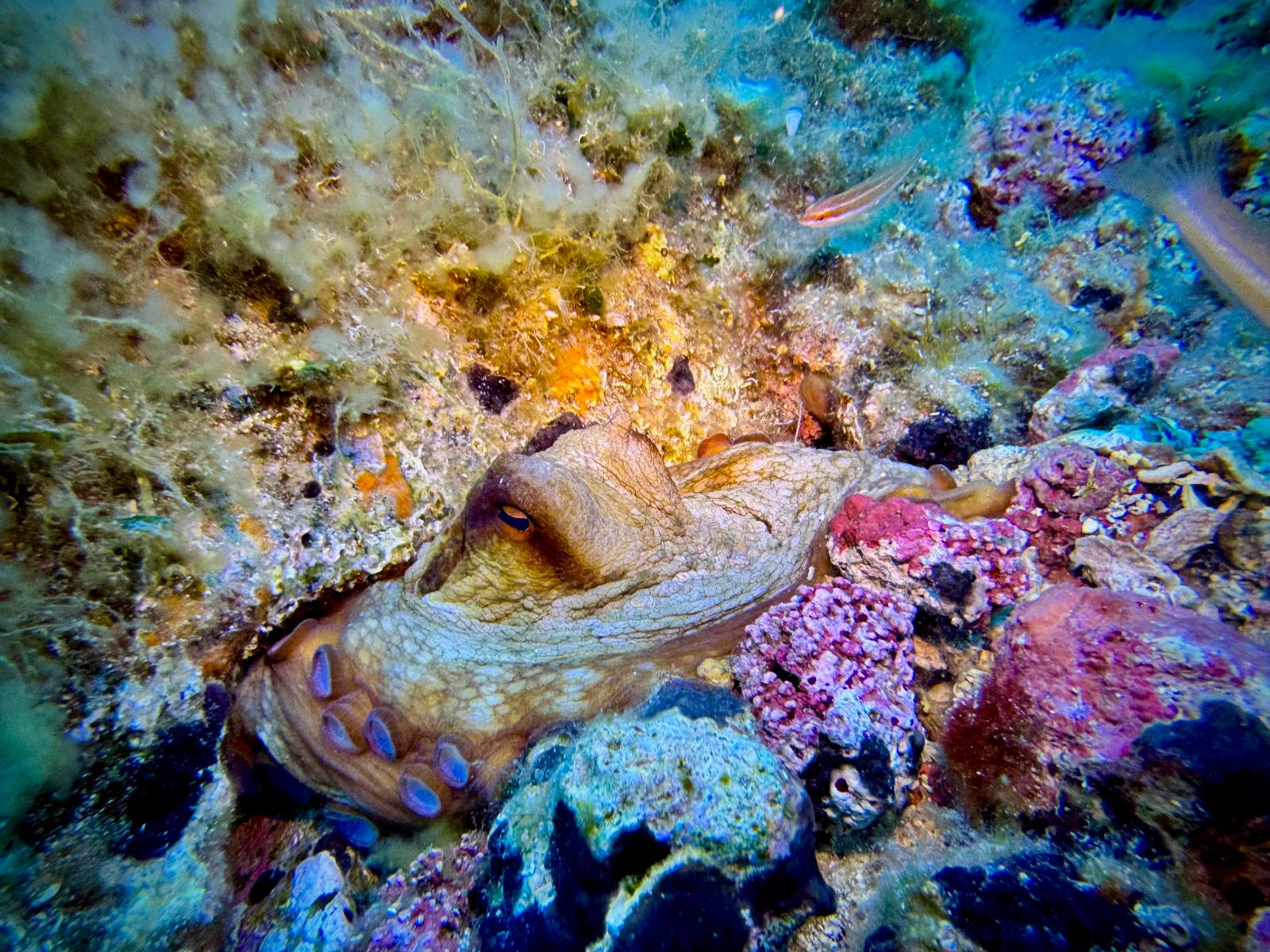 Fotografia 99 de Pollo Diving Asd