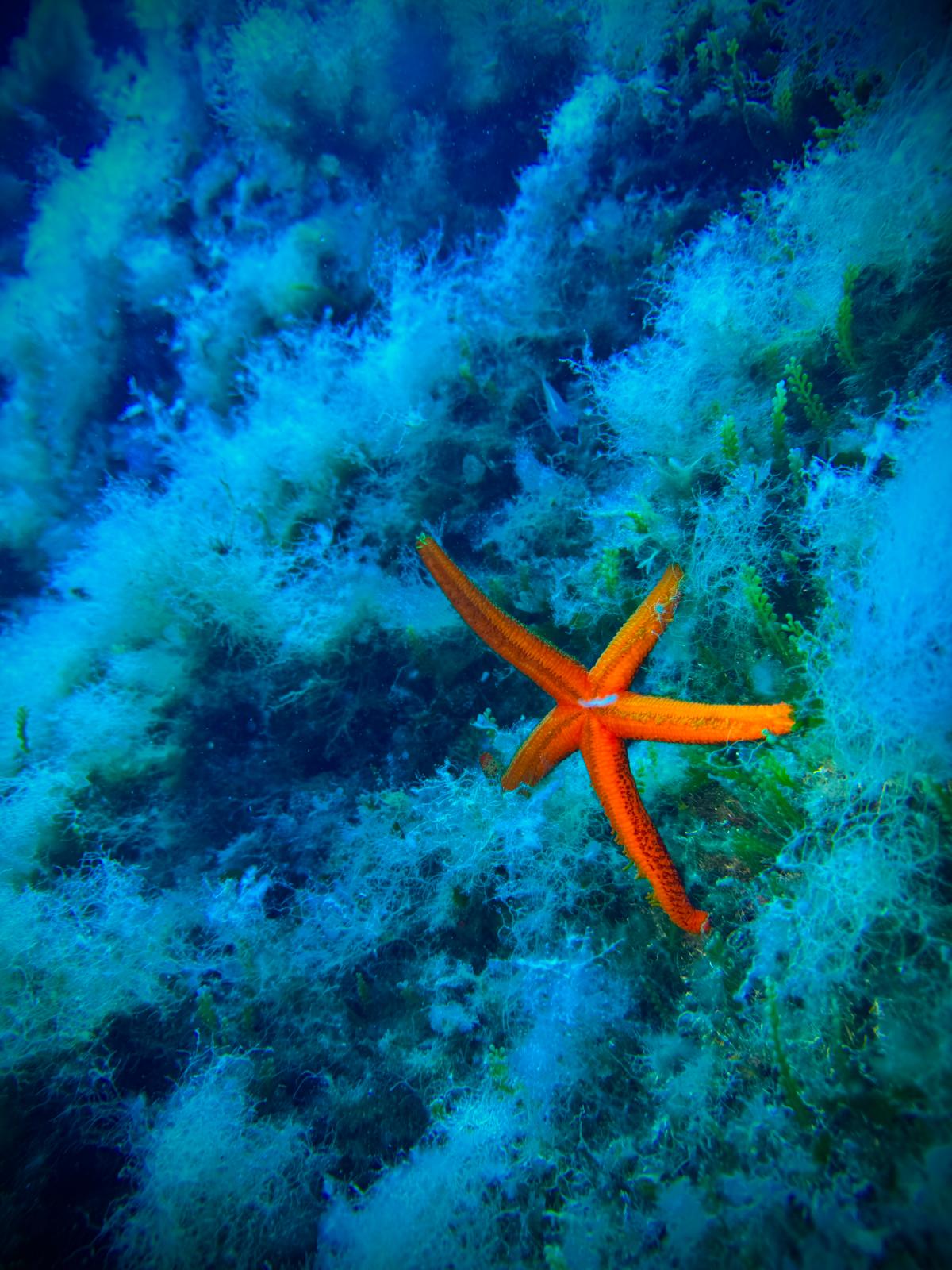 Fotografia 115 de Pollo Diving Asd