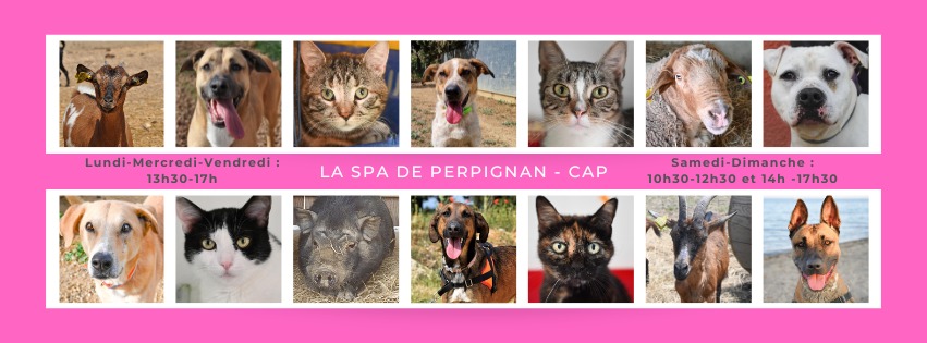 Foto 10 di La SPA - Refuge de Perpignan