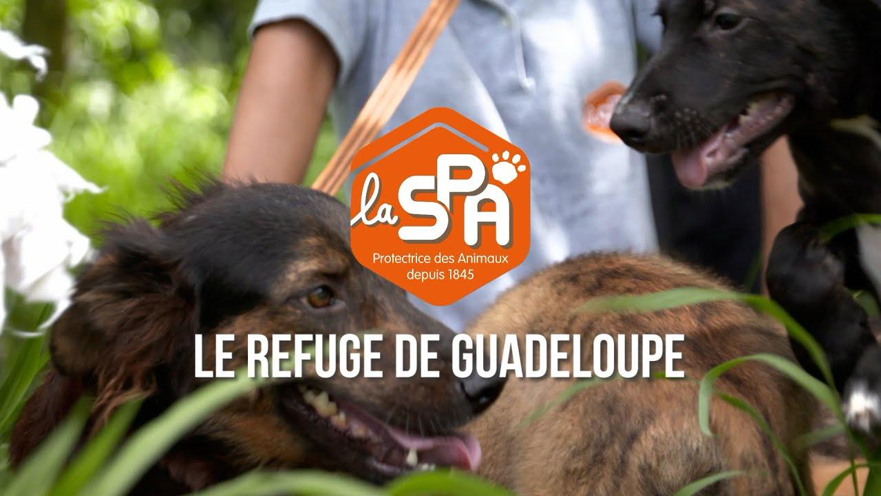 Refuge SPA de Guadeloupe – Papillon