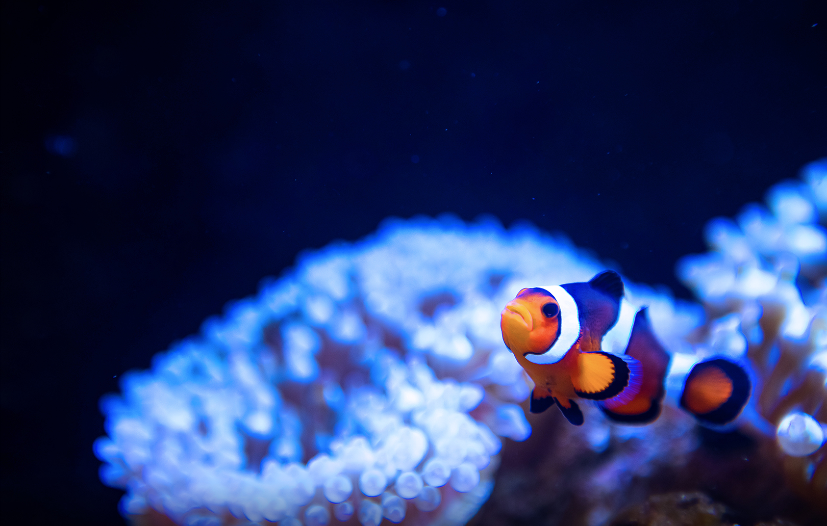 Planet Ocean Montpellier