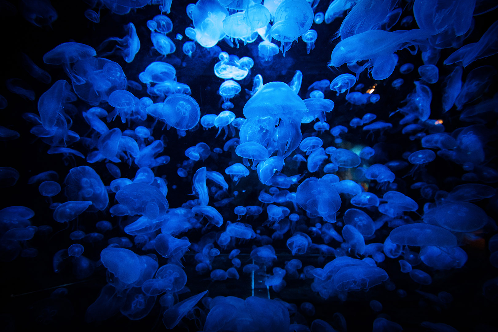 Planet Ocean Montpellier