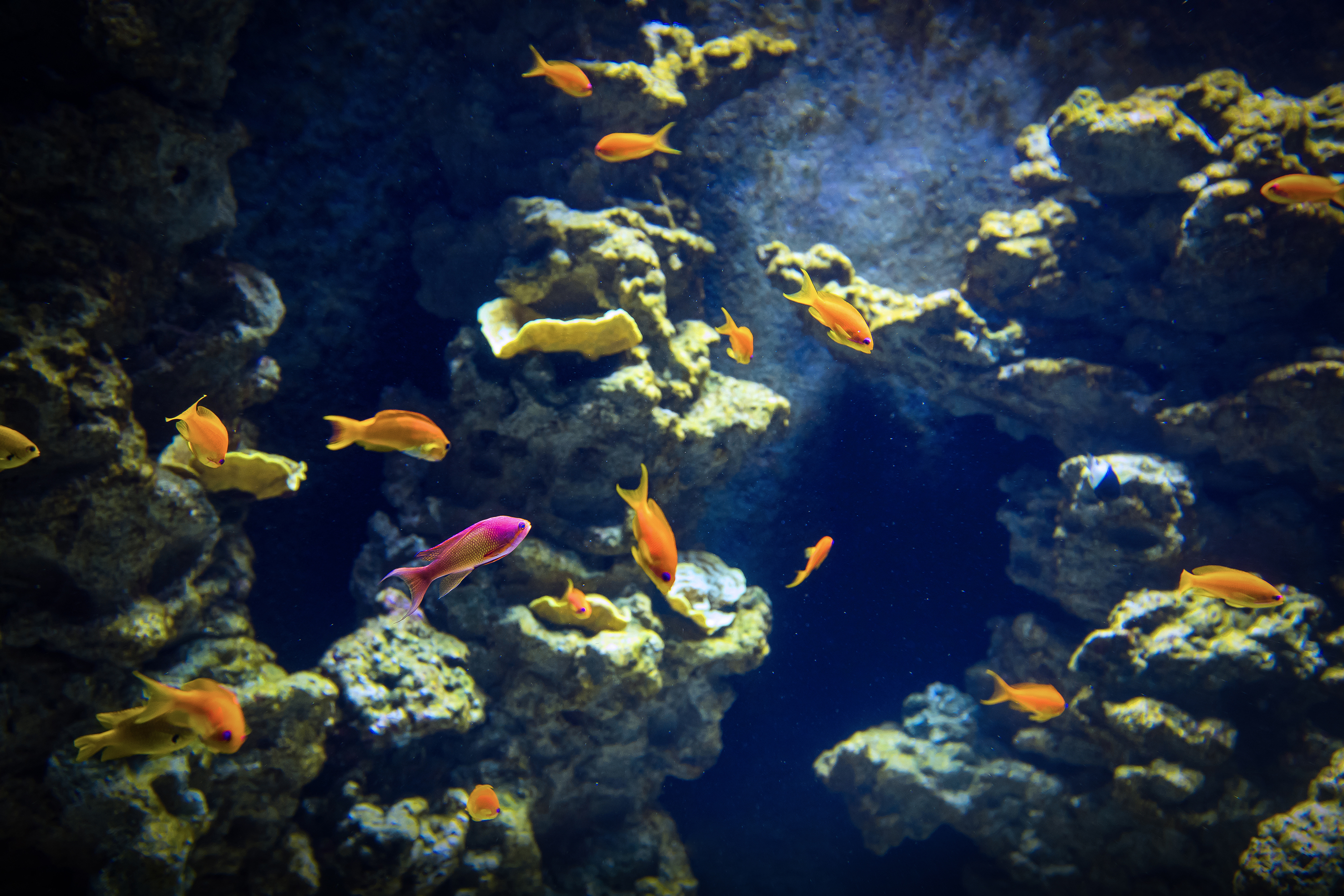 Planet Ocean Montpellier