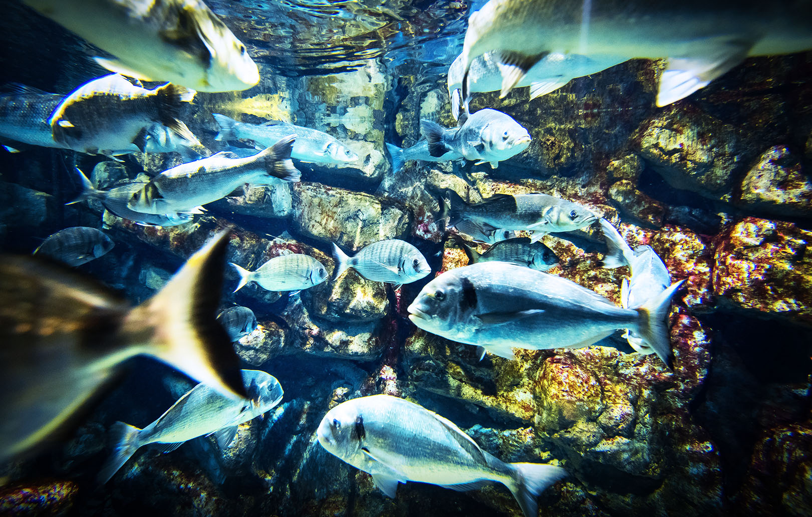 Planet Ocean Montpellier