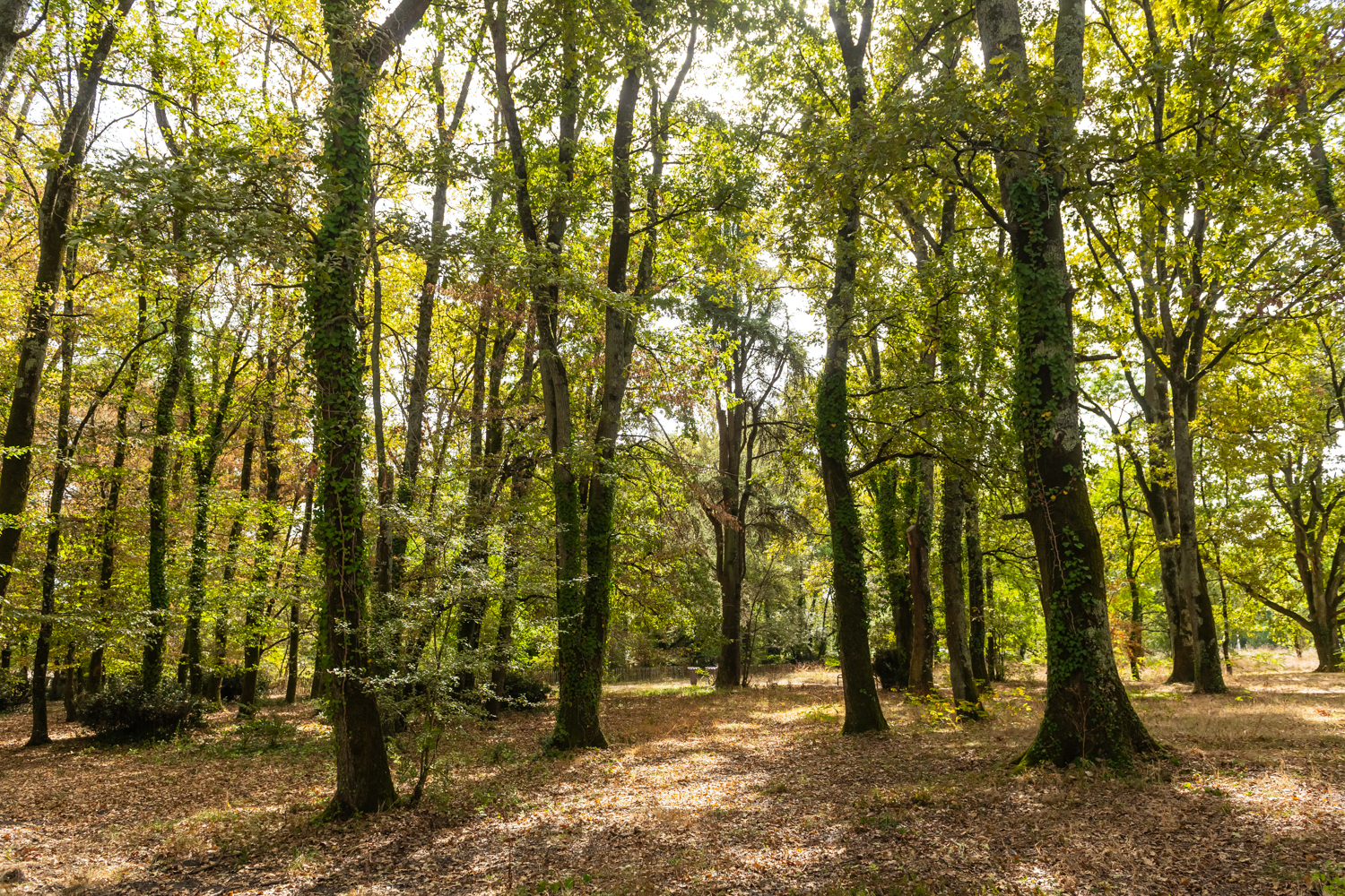 Fotografia 1 de Parc de Beaudesert