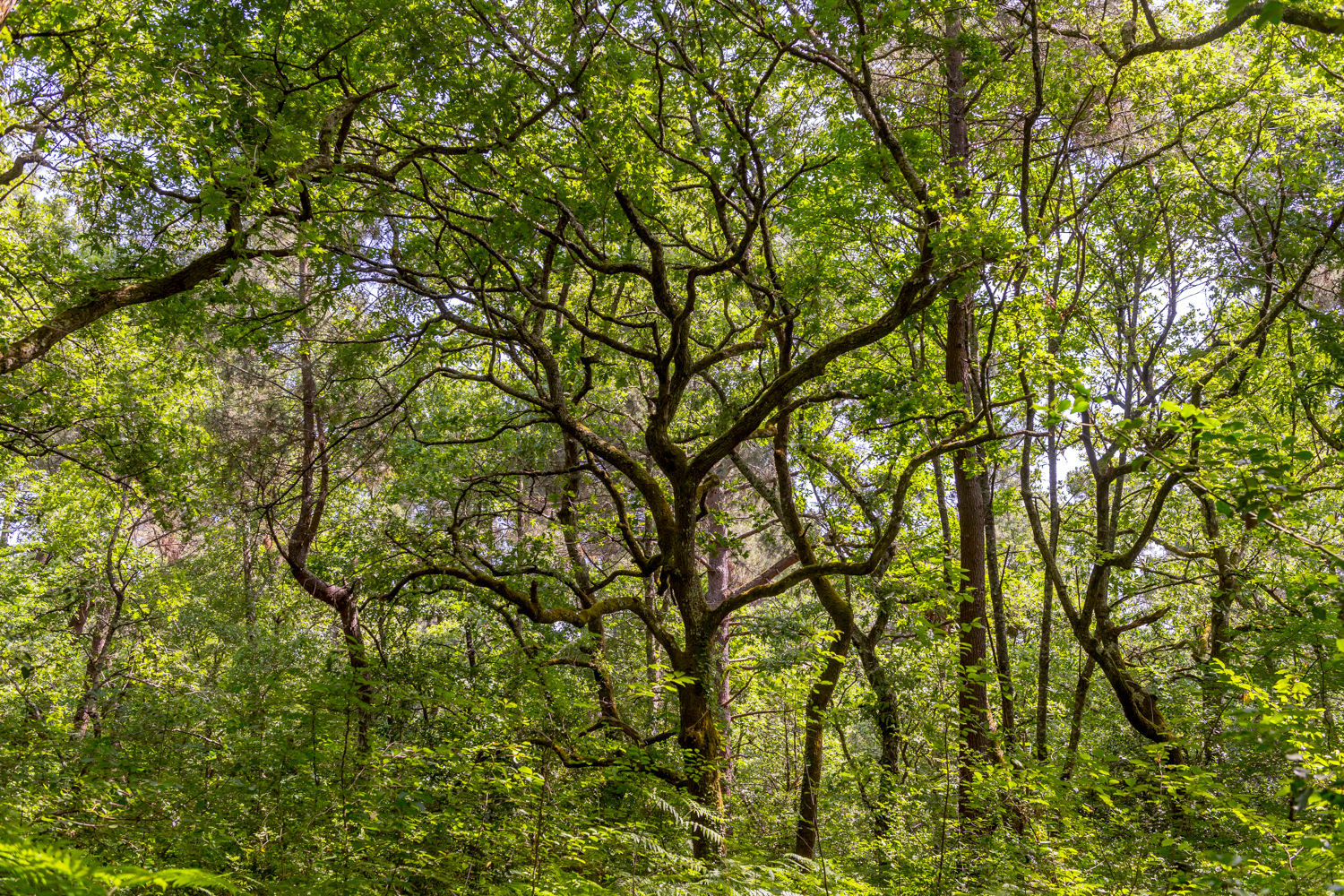 Foto 1 di Bois du Burck